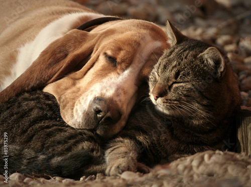 Cat pillow, dog blanket