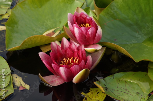 Nymphaea ,pink nymphea - Aquatic vegetation 