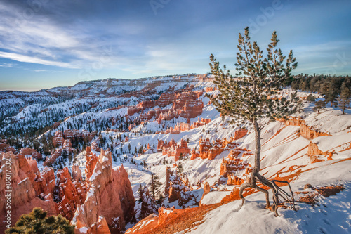 Lone Pine Tree in Bryce Canyon Winter
