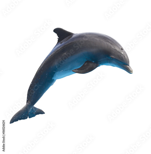 jumping dolphin on white