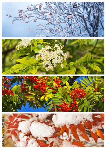Collage. Rowan tree in winter, spring, summer and autumn. Floral backgrounds. Four seasons. Сalendar