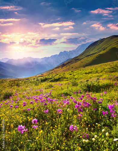 Blooming pink flowers in the Caucasian mountains