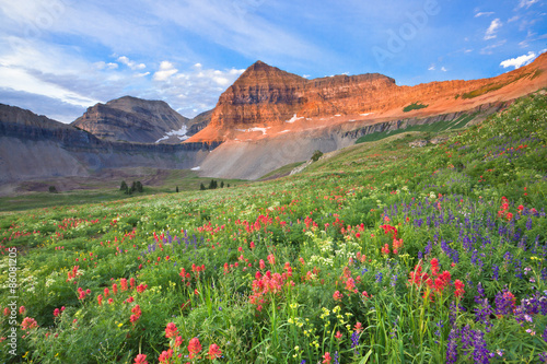 Colorful wildflowers on Mount Timpanogos, Utah, USA