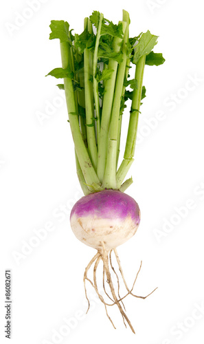 organic purple top turnip over white background