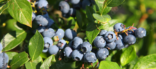 Reife und saftige Heidelbeeren