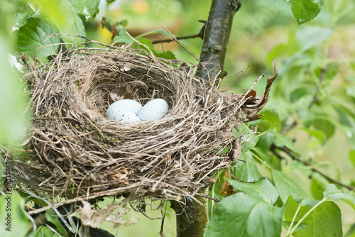 Vogelnest mit Eiern