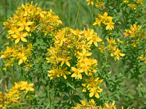 Johanniskraut - Hypericum perforatum