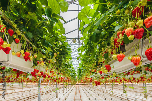 Strawberries growing in a greenhouse