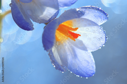 snow snowdrops spring flowers blue