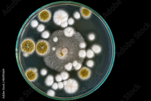 macro of fungi on petri dish on black background