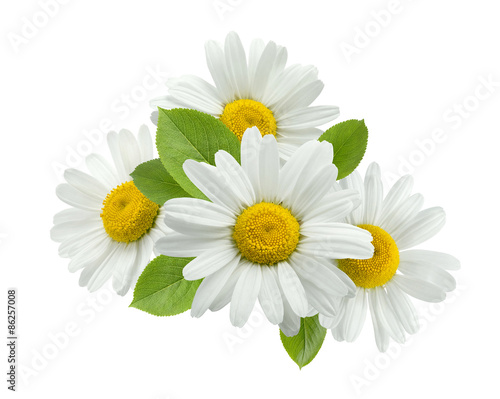 Chamomile daisy group leaves isolated on white