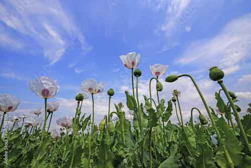 pink poppies on a field and blue sky