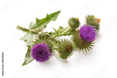 Milk Thistle plant (Silybum marianum) herbal remedy