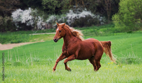 American Quarter Horse auf einer Koppel