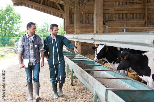 Farmer and veterinary working together in a barn