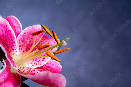 pink lilly blossom