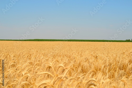Cereal field.