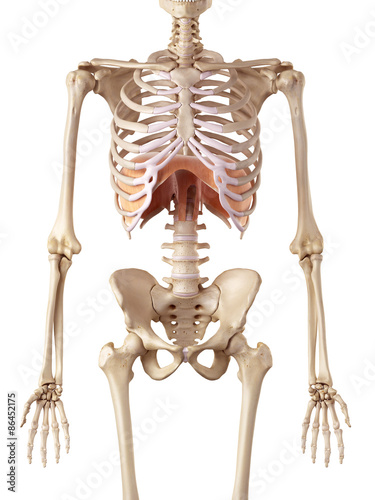 medical accurate illustration of the diaphragm