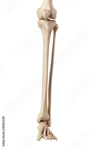 medical accurate illustration of the lower leg bones