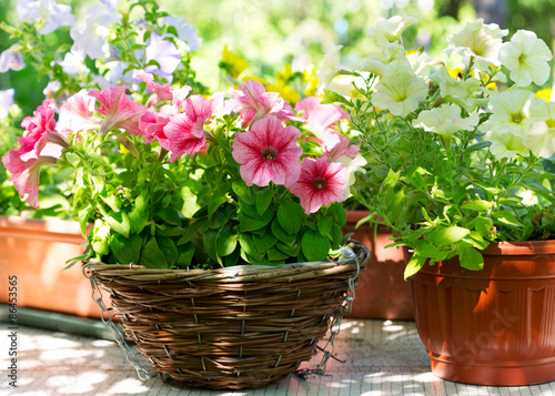 various petunia flowers