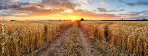 Wheat field at sunset, panorama