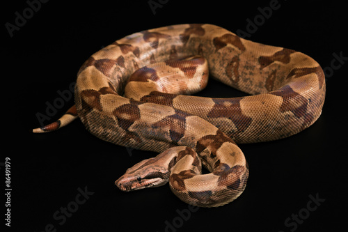 Boa constrictors isolated on black background