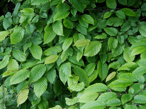 green leaves of elm tree