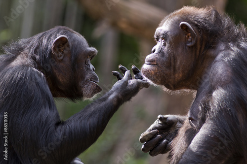 chimpanzee checks out the chin of another chimp 