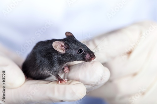 Mouse, Laboratory, Animal.