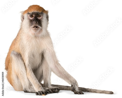 Monkey, Isolated, Animal.