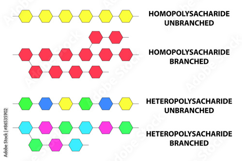 Types of polysaccharides vector illustration