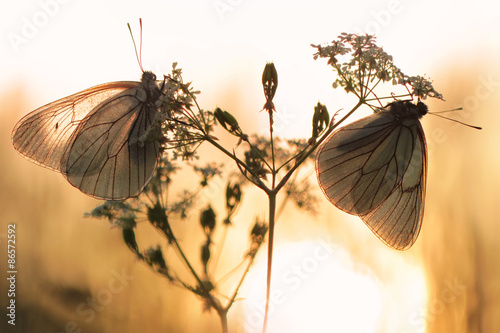 Black-veined White butterfly, Aporia crataegi