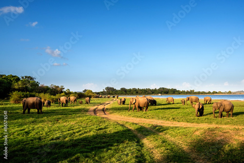 Elephants in the lake, Sri Lanka