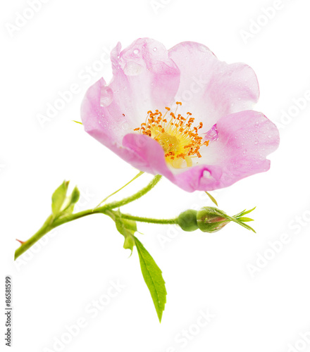 Pink wild rose flower