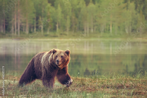 Big male bear walking in the bog at sunset