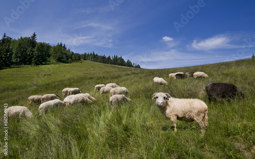 Owce w polskich górach