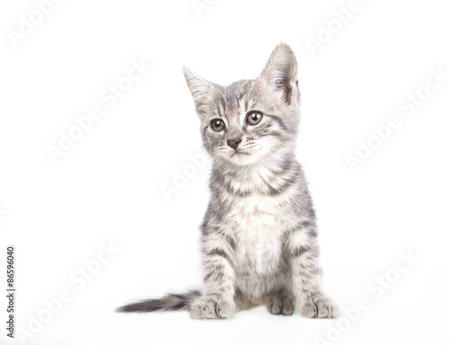 Small gray kitten