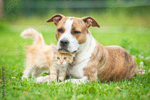 Friendship of american staffordshire terrier dog with little kitten