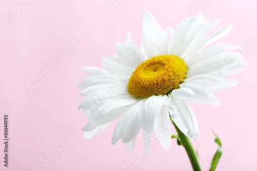 Chamomile flower on a pink background