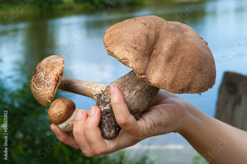 Female hand is holding mushrooms