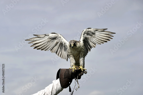 Peregrine Falcon 