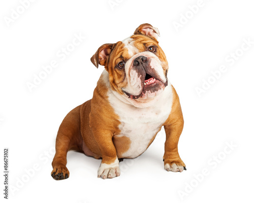 Cheerful English Bulldog Smiling While Sitting