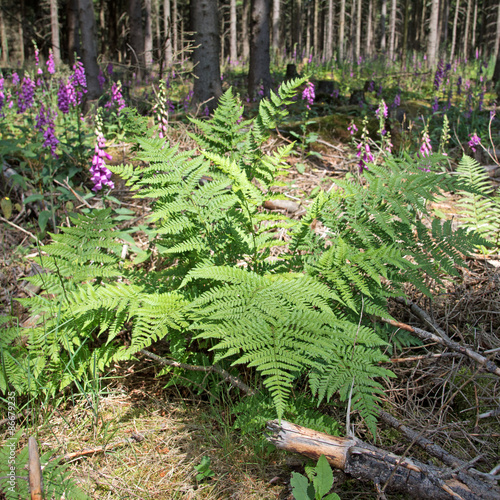 Wald-Frauenfarn