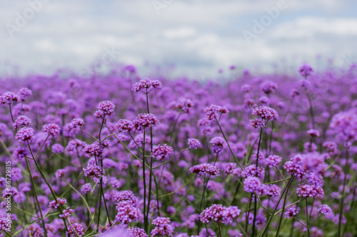 purple verbena field in soft fogus