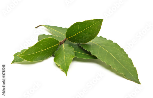 Fresh Bay Leaves branch isolated on white background