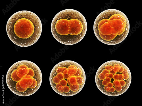 Process division of cell