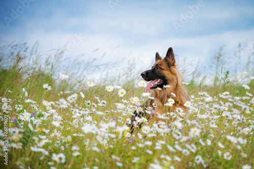 german shepherd dog portrait outdoors