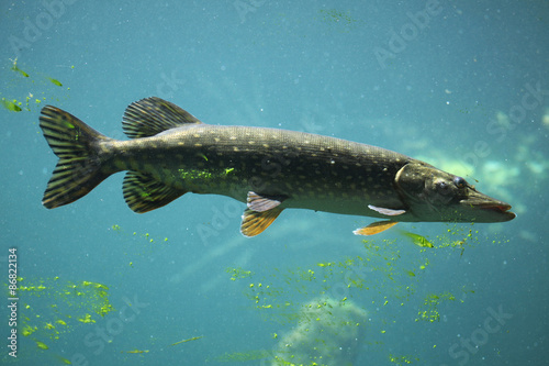 Northern pike (Esox lucius).