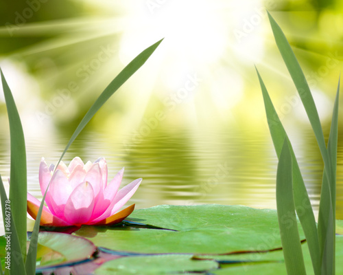  lotus on the water