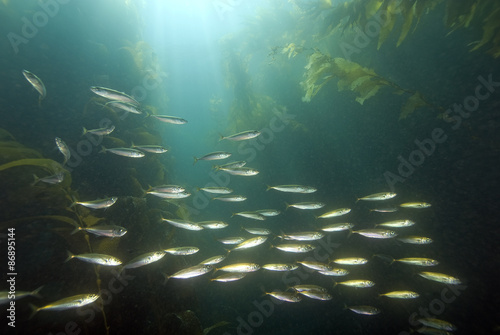 Fish at underwater kelp forest